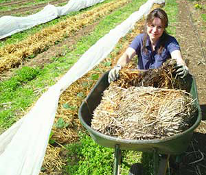 Anthea mulching cabbage