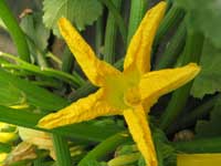 squash flower