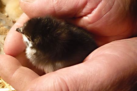 chicks in hand