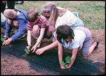 pumpkin planting