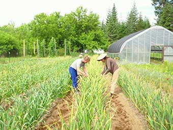 Harvesting garlic scapes