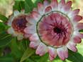 csa flower