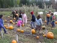 donate pumpkin