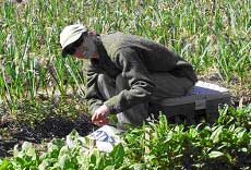 harvesting spinach