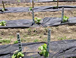 pumpkin varieties