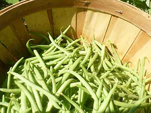 beans