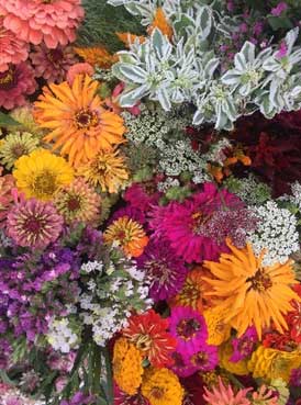 Colorful Flowers